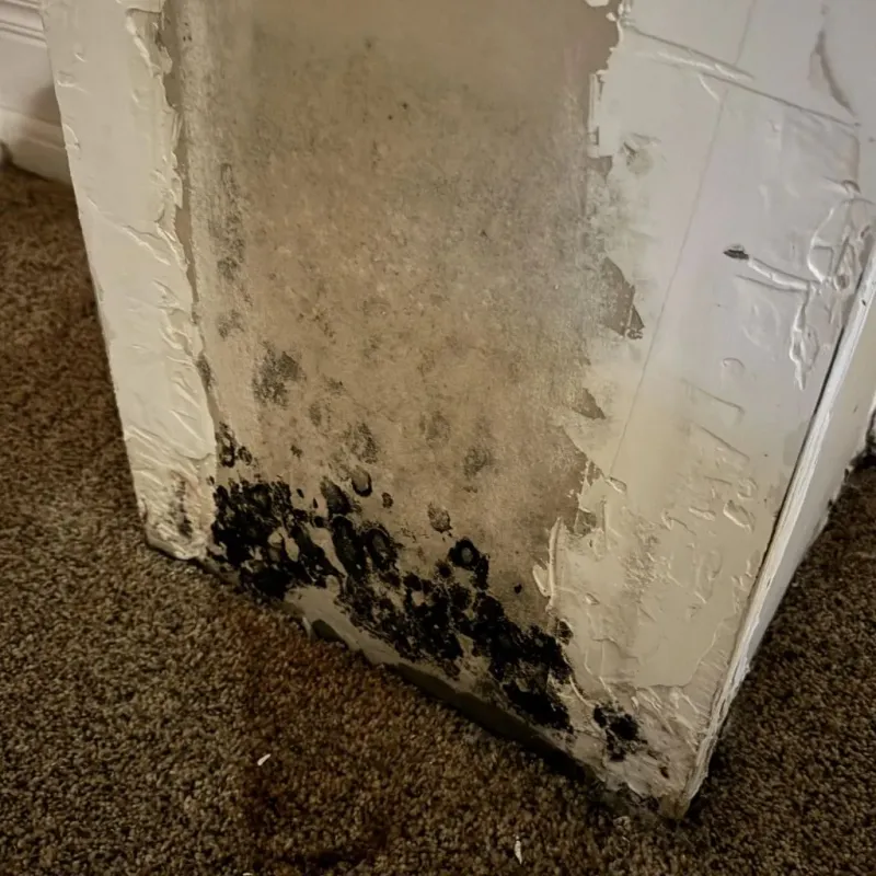 Professional Mold Removal in Detroit Beach, MI